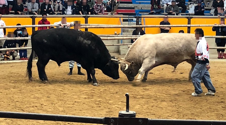 🏟️ 우와지마 시영 투우장 (우와지마시 에이 토-규-조-) 이미지 7